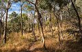 the way through the woods